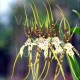 Brassia Eternal Wind 'Summer Dream'