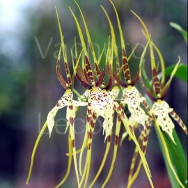 Brassia Eternal Wind 'Summer Dream'