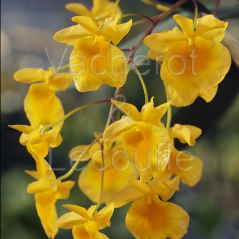 Dendrobium aggregatum (syn. lindleyi)
