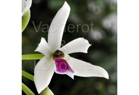Leptotes bicolor