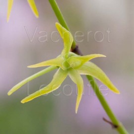 Angraecum calceolus