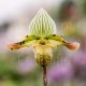 Paphiopedilum venustum