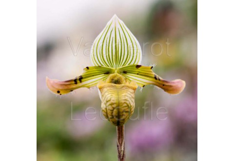 Paphiopedilum venustum
