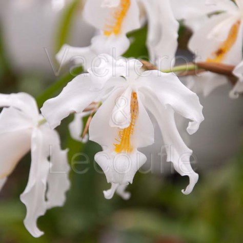 Coelogyne cristata