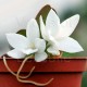Aerangis fastuosa