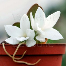 Aerangis fastuosa