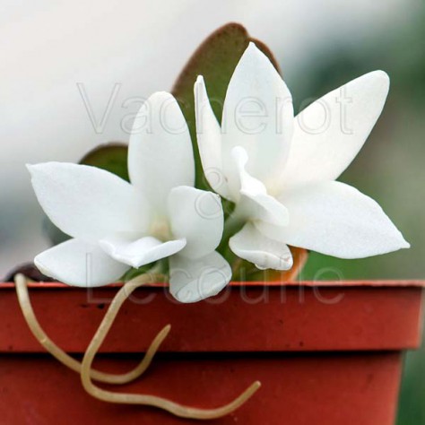 Aerangis fastuosa