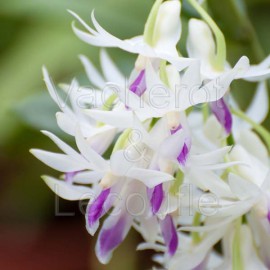 Dendrobium amethystoglossum