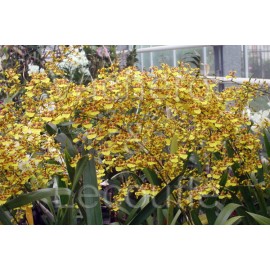Oncidium sphacelatum
