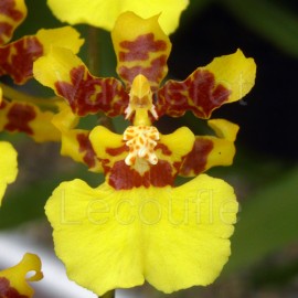 Oncidium sphacelatum