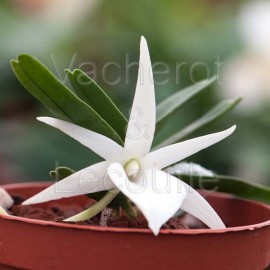 Angraecum didieri