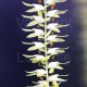 Dendrochilum magnum