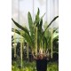 Dendrochilum magnum adulte / illustration