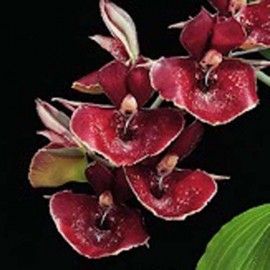 Catasetum Orchidglade 'Jack of Diamonds' AM/AOS