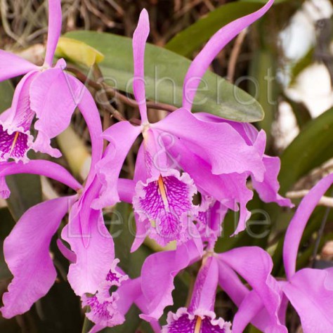 Cattleya maxima