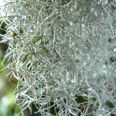 Tillandsia usneoides