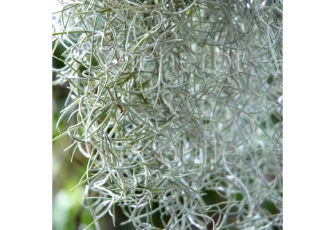 Tillandsia usneoides