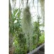 Tillandsia usneoides