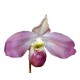 Paphiopedilum vietnamense