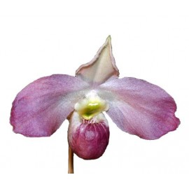 Paphiopedilum vietnamense