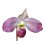 Paphiopedilum vietnamense