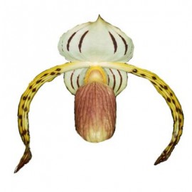 Paphiopedilum stonei