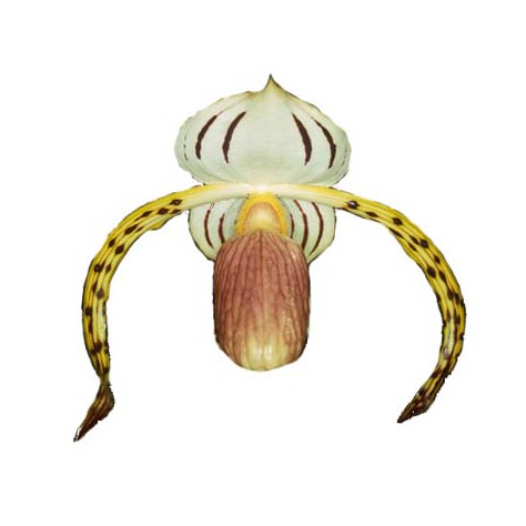 Paphiopedilum stonei