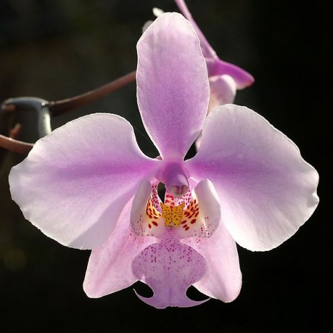 Phalaenopsis schilleriana