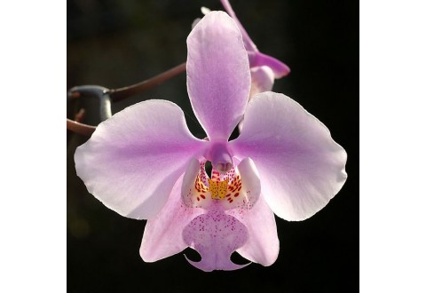 Phalaenopsis schilleriana