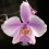 Phalaenopsis schilleriana