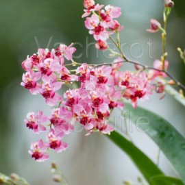 Oncidium Twinkle 'Rosé'