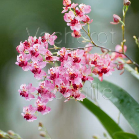 Oncidium Twinkle 'Rosé'