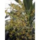 Ansellia africana