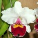 Cattleya Hausermann's Gala 'Z1164' (Lc.)