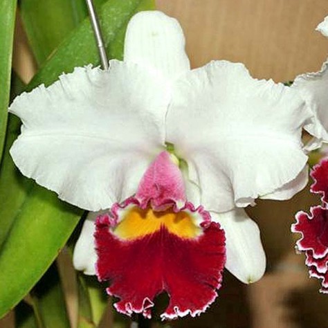 Cattleya Hausermann's Gala 'Z1164' (Lc.)