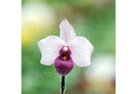 Paphiopedilum delenatii var. vinicolor