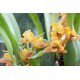 Maxillaria variabilis 'Yellow'