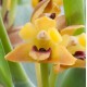 Maxillaria variabilis 'Yellow'