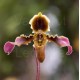 Paphiopedilum hirsutissimum