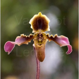 Paphiopedilum hirsutissimum