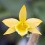 Dendrobium senile