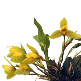 Lycaste (Golden Ray x aromatica)