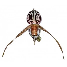 Paphiopedilum Bel Royal