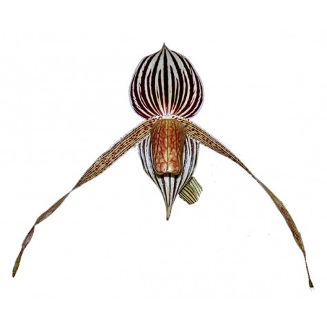 Paphiopedilum Bel Royal