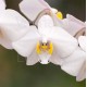 Phalaenopsis philippinensis