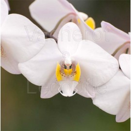 Phalaenopsis philippinensis