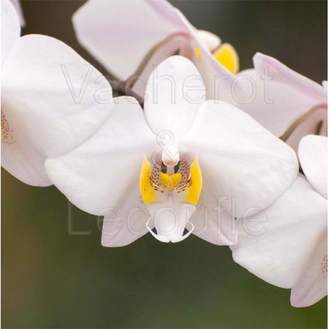 Phalaenopsis philippinensis
