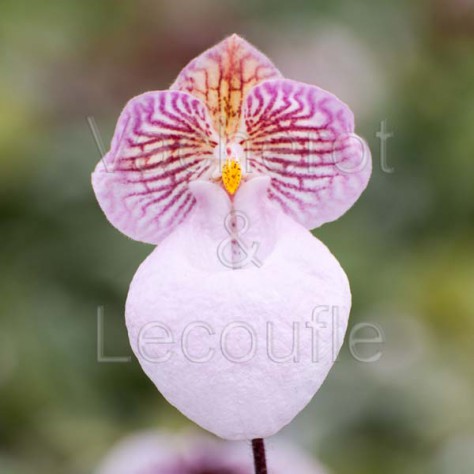 Paphiopedilum micranthum