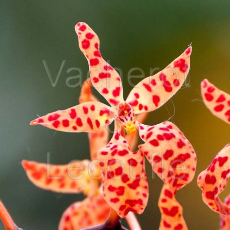 Renanthera monachica