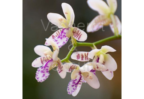 Sedirea japonica